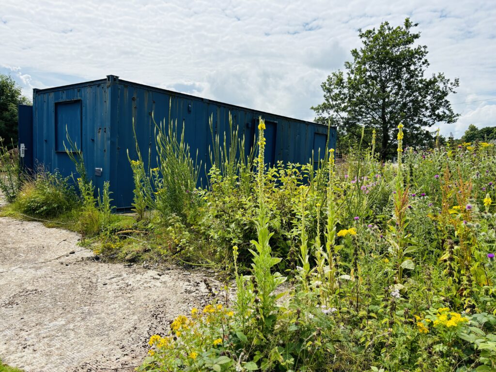 A large blue shipping container in the background, with yellow flowers and tall plants in the foreground. There is a tree at the back right and a cloudy sky above the container.