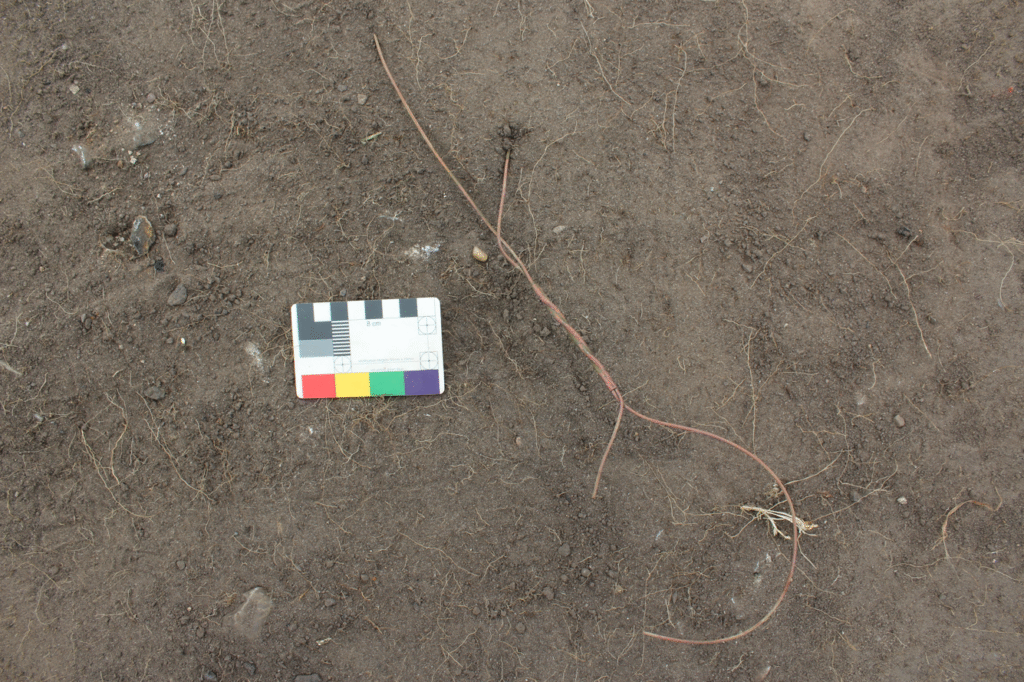 Two pieces of copper wire twisted together are poking out of the ground. Next to them is a scale card, with the black and white bar along the top showing centimeters.
